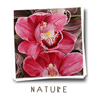 Nature Art
